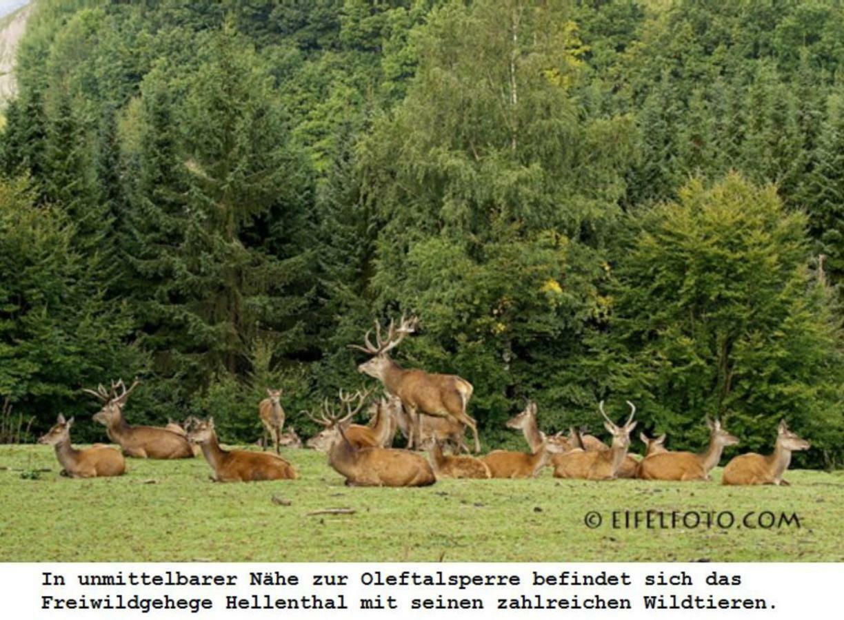 Ferienwohnung Gross B Schleiden Exteriér fotografie