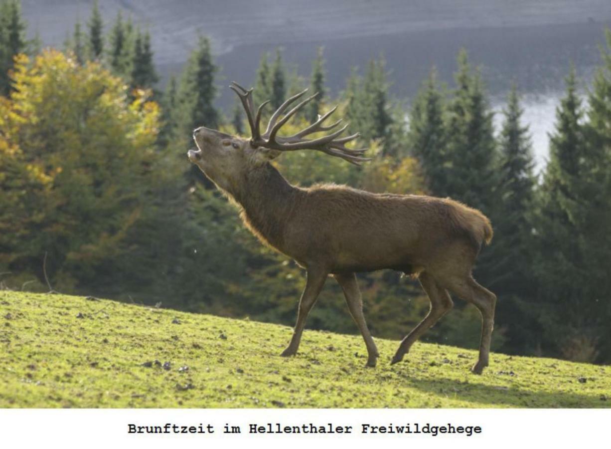 Ferienwohnung Gross B Schleiden Exteriér fotografie